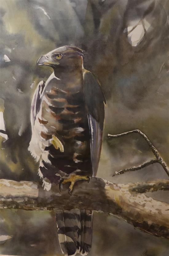 S Thomsett, watercolour, Study of a falcon, signed, 70 x 50cm.